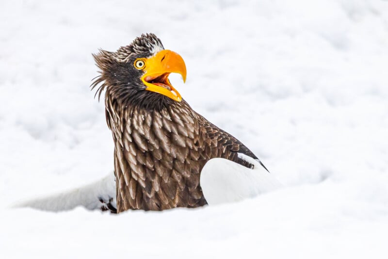 A Steller’s sea eagle with a bright yellow beak sits in deep white snow, looking upward with its mouth open, displaying striking brown feathers and intense yellow eyes.