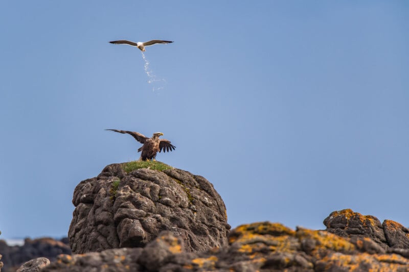 A bird flies above and defecates on a large eagle perched on a rocky outcrop under a clear blue sky. The eagle spreads its wings slightly while the other bird is in mid-air above it.