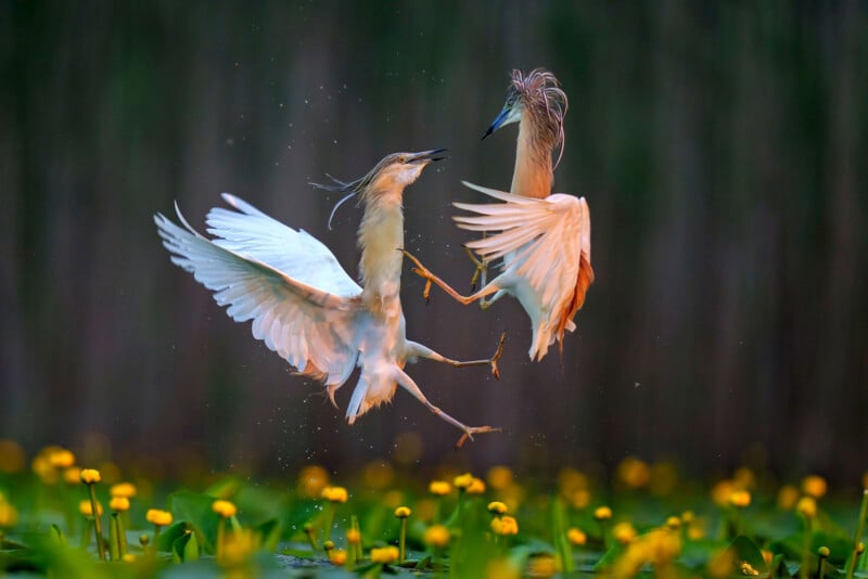 Two herons with outstretched wings face each other mid-air above a pond with yellow flowers, appearing to interact or fight, set against a blurred, dark natural background.