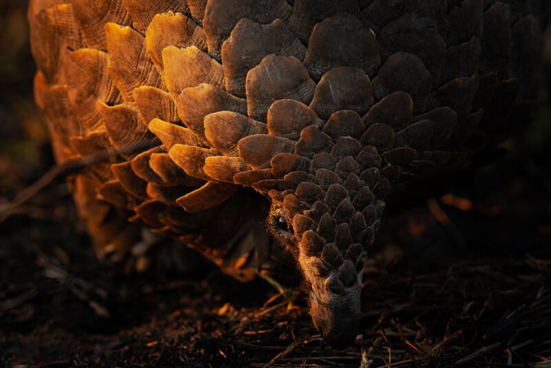 A close-up of a pangolin with textured, overlapping scales, its head down and snout close to the ground, illuminated by warm, golden light.