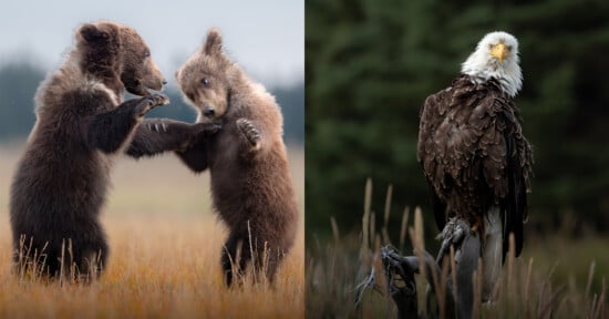 Two bear cubs stand on hind legs playfully sparring in a grassy field, while a bald eagle perches calmly on a branch against a blurred forest background.