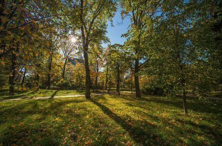 Sunlight filters through tall trees in a park, casting long shadows on the grassy ground scattered with fallen leaves. The sky is clear and blue, creating a serene and peaceful atmosphere.