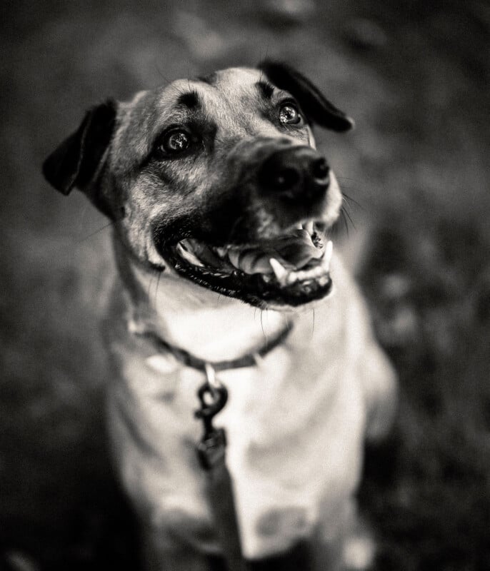 A black-and-white version of the dog photo with high contrast and a warm tone applied by the AI preset.
