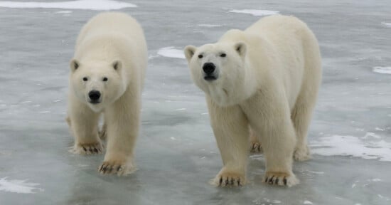 Two polar bears stand side by side on an icy, snow-dusted surface, looking toward the camera. Patches of snow and ice surround them in a cold, arctic environment.