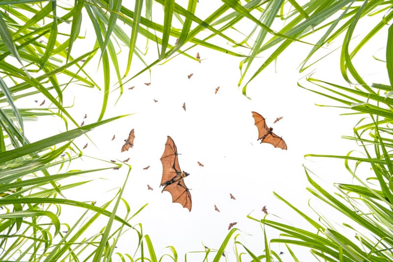 Bats flying in a white sky, viewed from below through tall, green grass blades curving inward from the edges of the image.
