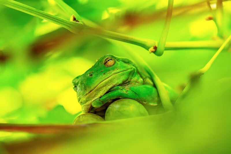 A green frog rests among lush leaves and stems, partially hidden by the surrounding foliage in a brightly lit, green environment.