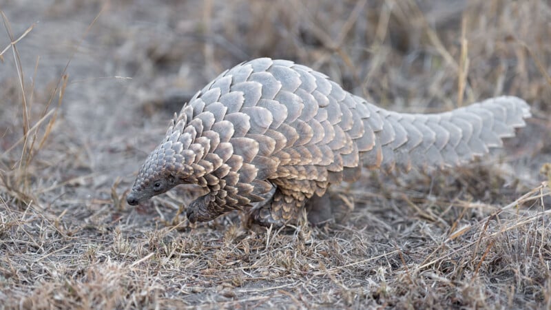 A pangolin with large, overlapping scales walks on dry grass, its long tail trailing behind its body. The background is a mix of brown and beige tones.
