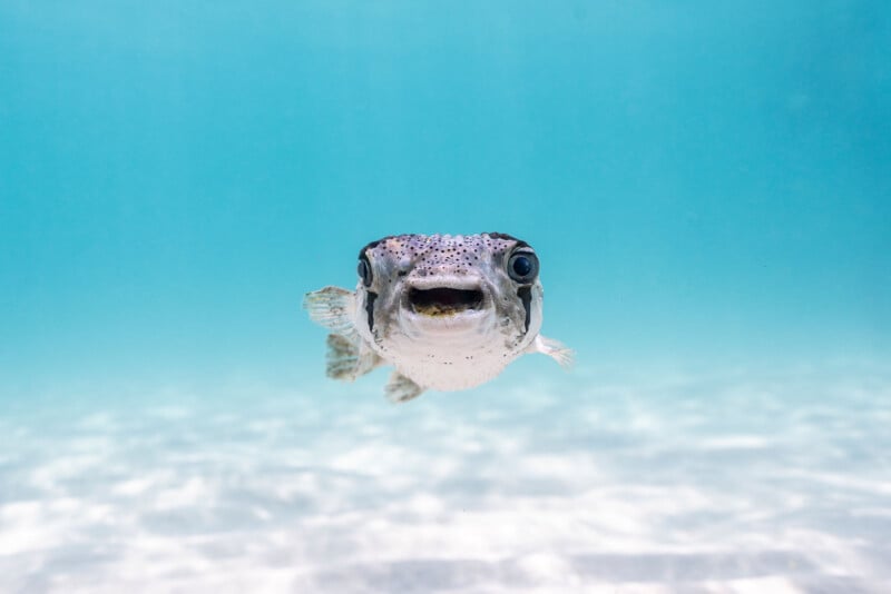 A pufferfish swims underwater, facing the camera, with clear blue water and a sandy ocean floor in the background.