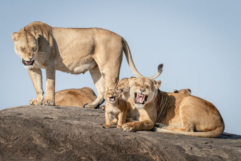Three adult lions and one cub sit on a large rock in sunlight. Two lions and the cub appear to be roaring or yawning, while the third lion stands beside them. The sky is clear and blue.