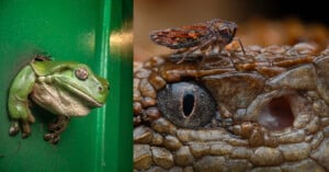 Close-up of a green tree frog peeking through a hole beside a close-up of an insect with iridescent wings perched on the textured, scaly face of a reptile, near its eye.