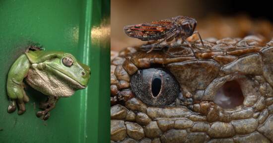 Close-up of a green tree frog peeking through a hole beside a close-up of an insect with iridescent wings perched on the textured, scaly face of a reptile, near its eye.