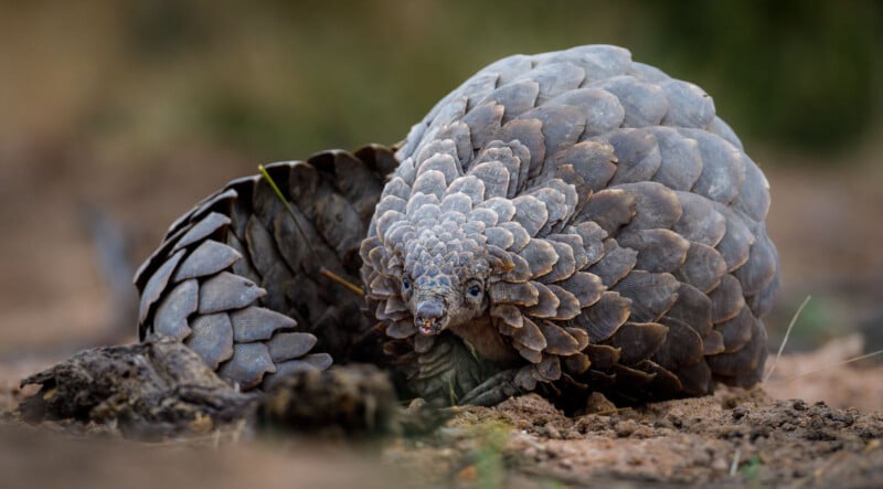 A close-up of a pangolin curled up on the ground, showing its textured, overlapping scales and small face, with a blurred natural background.