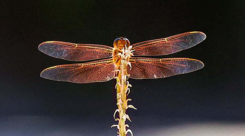 A dragonfly with golden-brown, translucent wings rests on the tip of a spiky plant stem, shown against a dark, blurred background.