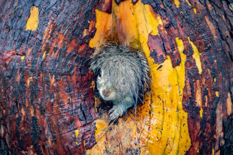 A wet squirrel pokes its head and paw out of a hole in a tree trunk with colorful, peeling bark in shades of orange, yellow, and brown.
