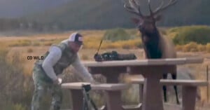 A man in camouflage clothing quickly backs away from a picnic table as a large elk with antlers stands on the opposite side. Outdoor equipment is on the table; fields and mountains are visible in the background.