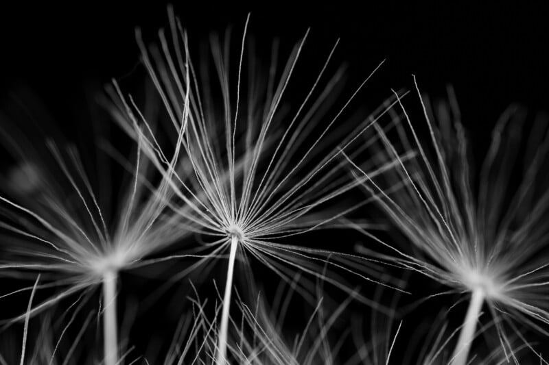 Close-up, black and white image of dandelion seeds, showing fine, delicate filaments radiating from the center against a dark background.