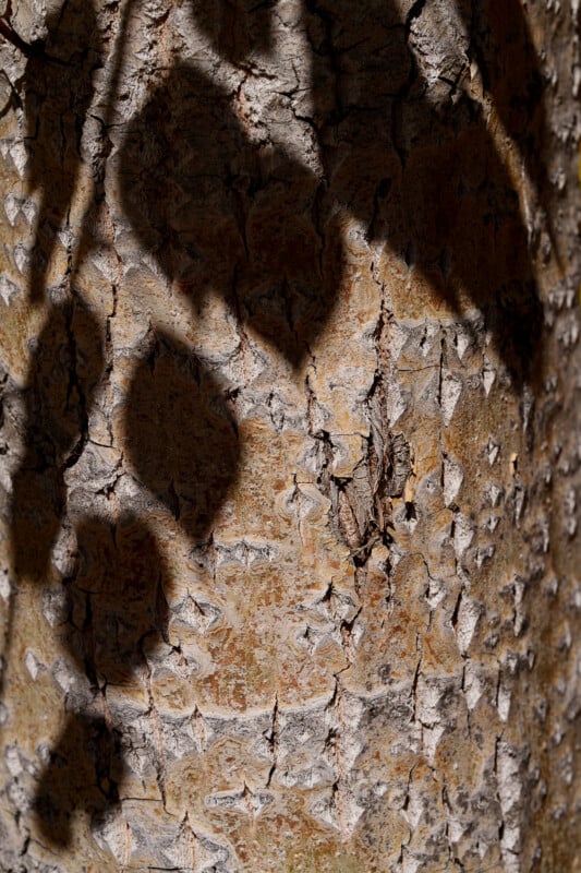 Close-up of tree bark with rough, textured surface. Dark, leaf-shaped shadows are cast across the bark, adding contrast and visual interest to the detailed, natural pattern.