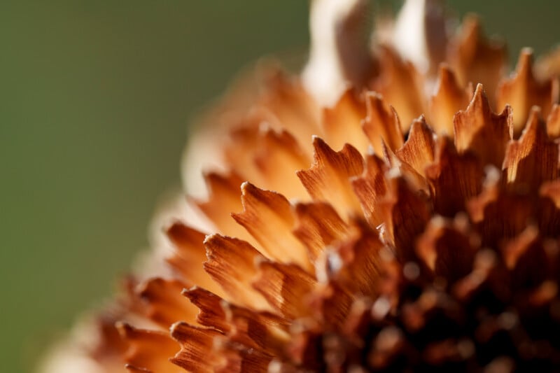 Close-up of a dried, brown flower head with pointed petals, captured in soft focus. The background is blurred green, highlighting the intricate texture and details of the flower’s edges.