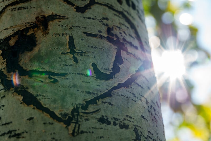 Close-up of tree bark with dark, irregular markings. Sunlight shines through green leaves in the background, creating a bright lens flare and casting shadows across the textured bark.