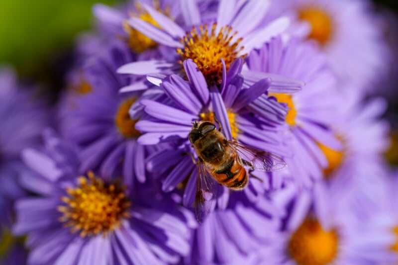 A close-up of a bee collecting nectar from vibrant purple aster flowers with yellow centers, surrounded by blurred blooms in the background.
