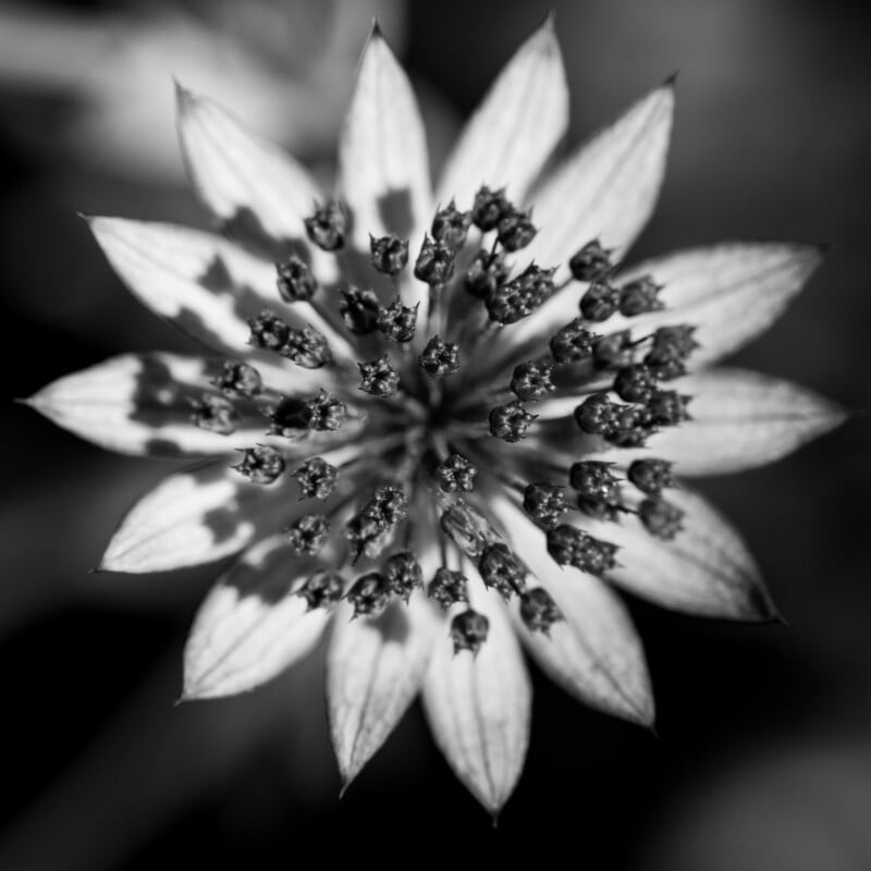 A close-up, black-and-white photo of a flower viewed from above, showing pointed petals radiating outward and numerous small, dark stamens clustered in the center. The background is softly blurred.