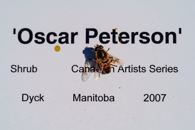 A bee on a sign.