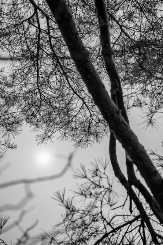 Black and white photo of tree branches and pine needles silhouetted against a cloudy sky, with the faint sun visible in the background. The branches overlap, creating an intricate, natural pattern.
