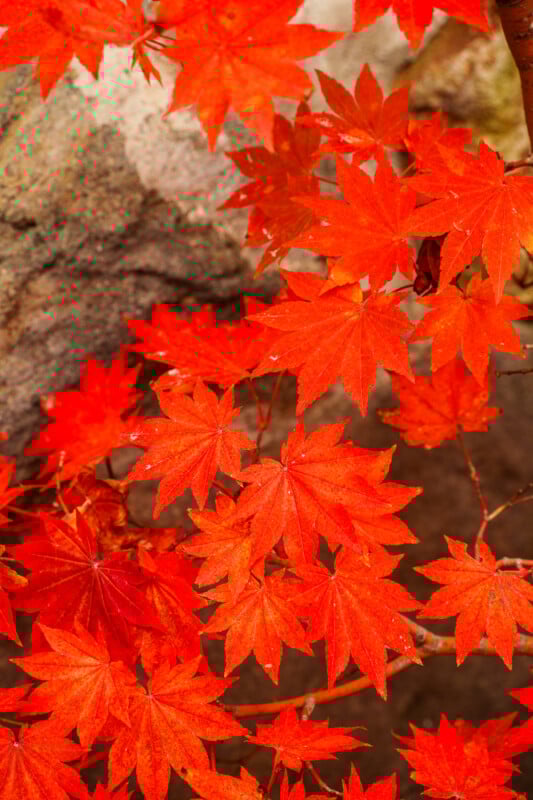 Bright red and orange maple leaves fill the frame against a blurred earthy background, capturing the vibrant colors of autumn foliage.
