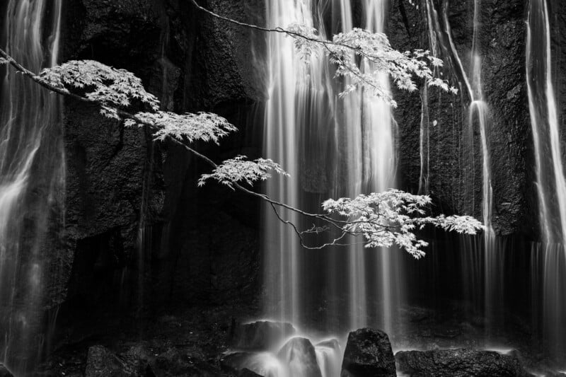 A black-and-white photo of a delicate tree branch with light-colored leaves extending in front of a softly flowing waterfall against dark, rocky cliffs.