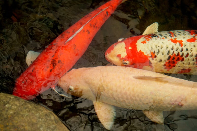 Three koi fish—one solid orange, one white with orange and black spots, and one pale cream—swim closely together near the water’s surface, partially overlapping by a rock.