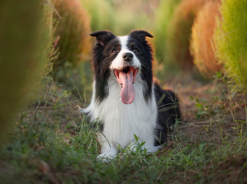 A black and white Border Collie dog lies on grass outdoors with its mouth open and tongue hanging out, surrounded by tall, blurred green and golden plants.