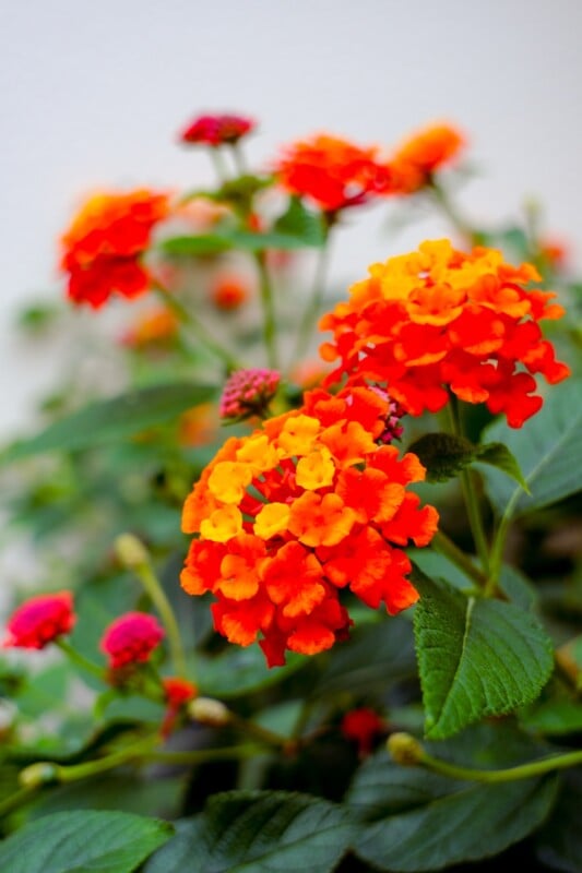 Flores de lantana de color naranja brillante y rojo que florecen rodeadas de hojas verdes con algunos cogollos y un fondo suave y borroso.