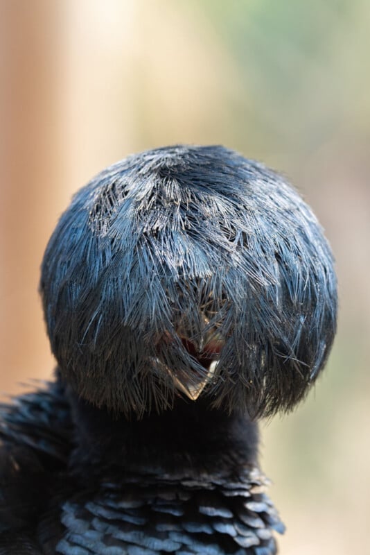 Close-up of a dark-feathered bird with a rounded head, its face and eyes almost entirely hidden by dense, shaggy feathers, with only its beak partially visible through the plumage.