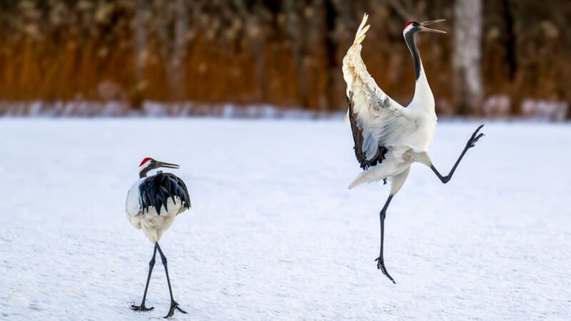 Two red-crowned cranes stand on snow; one crane is walking while the other lifts its wings and hops gracefully, as if dancing, against a blurred brown and white background.