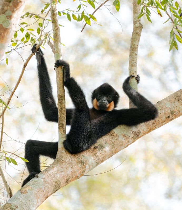 A black-furred gibbon with light orange cheeks lounges comfortably across two tree branches, holding onto the branches with its long arms and legs amid green leaves.
