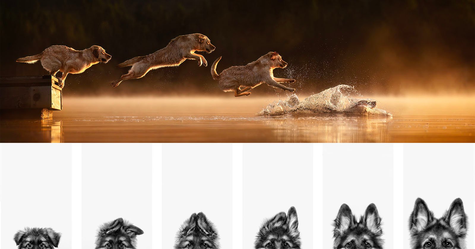Good Boys and Girls Star in the Dog Photography Awards 2025