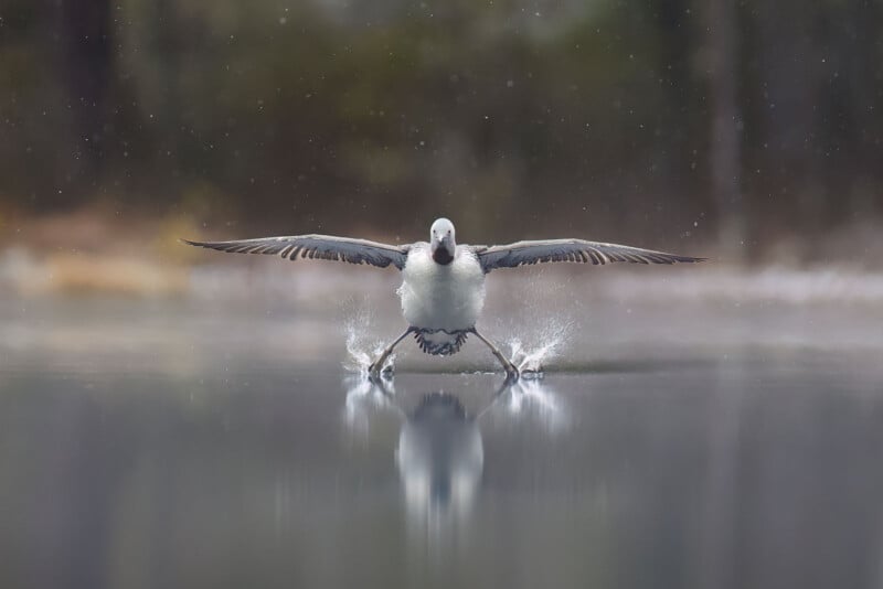 A bird skims across the surface of a calm body of water with wings outstretched, creating splashes as it lands. The scene is softly focused with a blurred background.