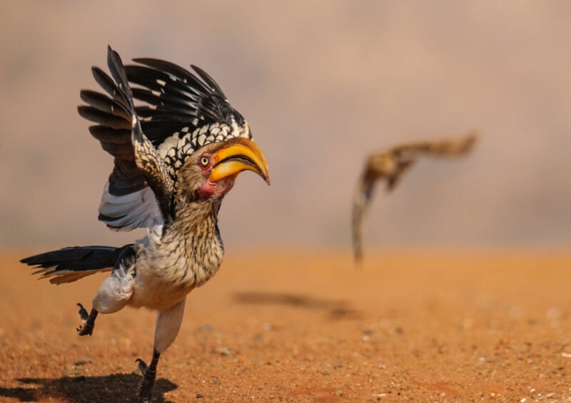 A yellow-billed hornbill with striking black and white feathers runs on sandy ground, wings outstretched, with another bird blurred in the background.