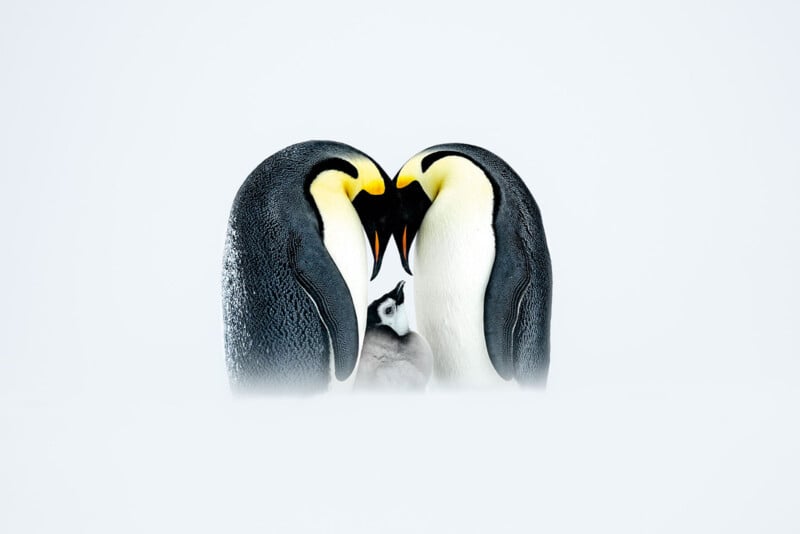Two adult emperor penguins face each other with their heads close, forming a heart shape, while a fluffy chick stands between them on a snowy white background.