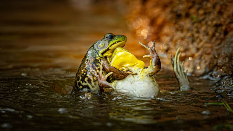 A large frog in murky water grasps a yellow bird with its front legs, appearing to attack or eat it, while the bird struggles and splashes, partially submerged near a muddy bank.