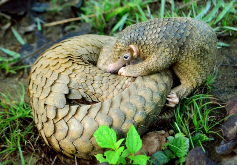 A young pangolin clings to the curled-up tail of an adult pangolin on the ground, surrounded by green grass and leaves. Both animals have overlapping, brownish scales covering their bodies.