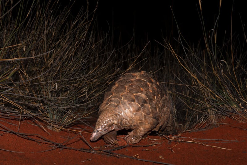 A pangolin with brown, scaly armor walks on reddish soil at night, surrounded by dry grass and dark background.