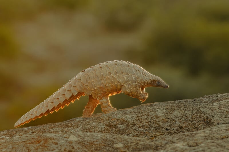 A pangolin with overlapping scales walks on a rocky surface, illuminated by warm sunlight against a blurred green and brown background.