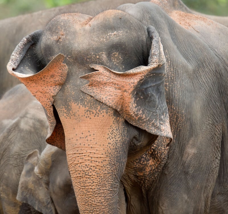 Close-up of an Asian elephant with large, mottled ears folded forward, partially covering its eyes. The elephant’s skin is wrinkled and rough, with patches of lighter pigmentation on its ears and trunk.