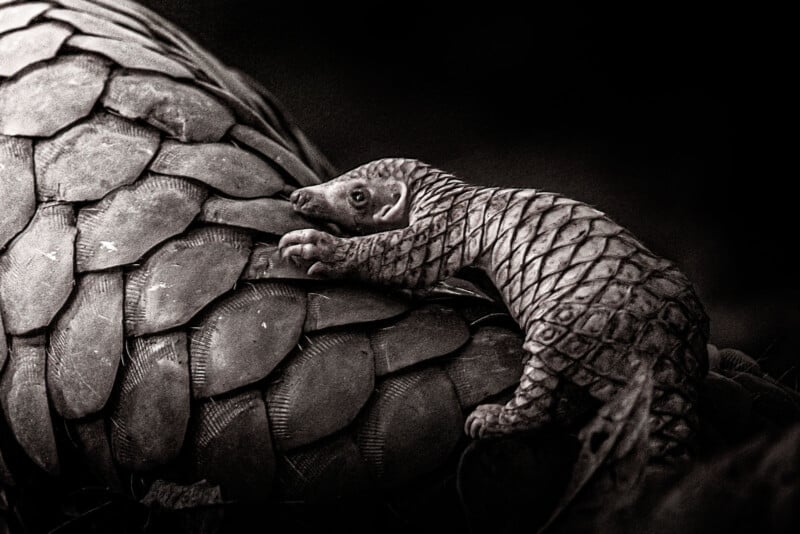 A baby pangolin clings to the back of an adult pangolin, both covered in overlapping scales, against a dark background.