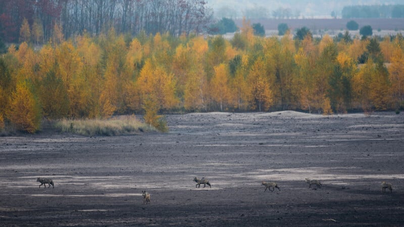 A group of wolves walks across a wide, barren, muddy ground with a forest of autumn-colored trees in the background and a hazy landscape beyond.