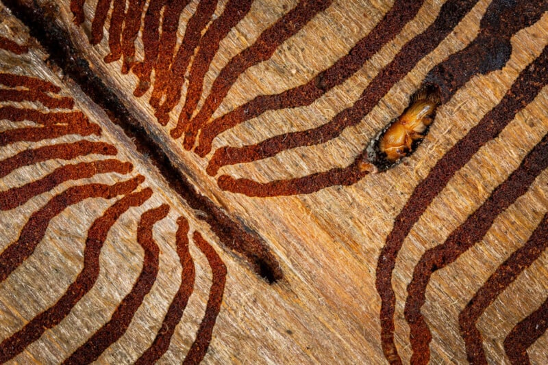 Close-up of a wooden surface with intricate, dark brown winding tunnels created by a bark beetle larva, which is visible in one of the tunnels.