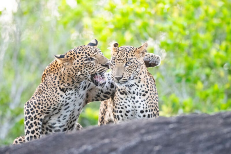Two leopards are interacting; one appears to be playfully biting or nuzzling the other, with its paw gently on the other's shoulder, set against a blurred green natural background.