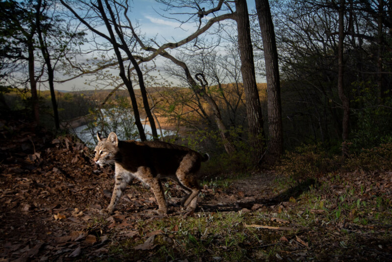 Un lince camina por un sendero forestal, iluminado por la luz del sol, con árboles y un lago distante al fondo.