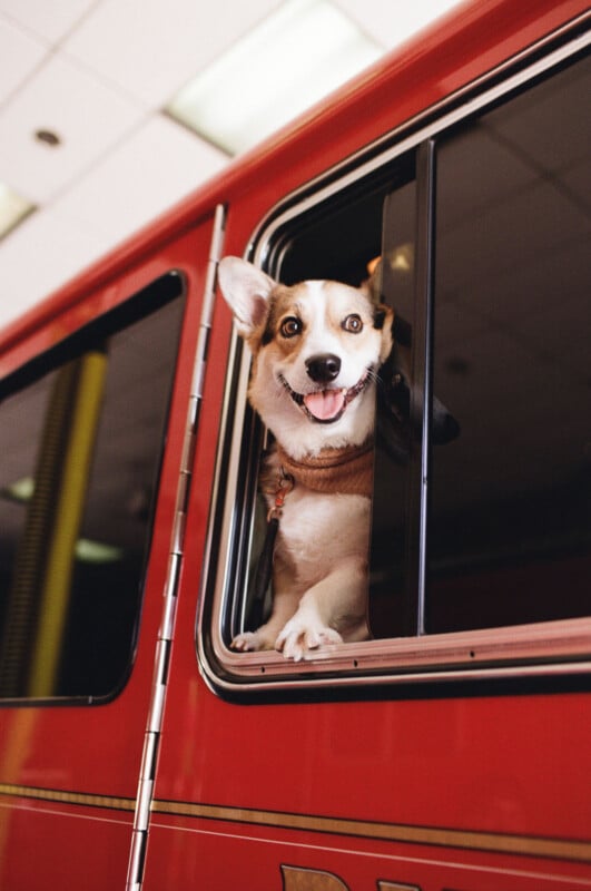 A happy brown and white corgi with its tongue out looks out of the open window of a red vehicle, possibly a fire truck, with its front paws resting on the window frame.